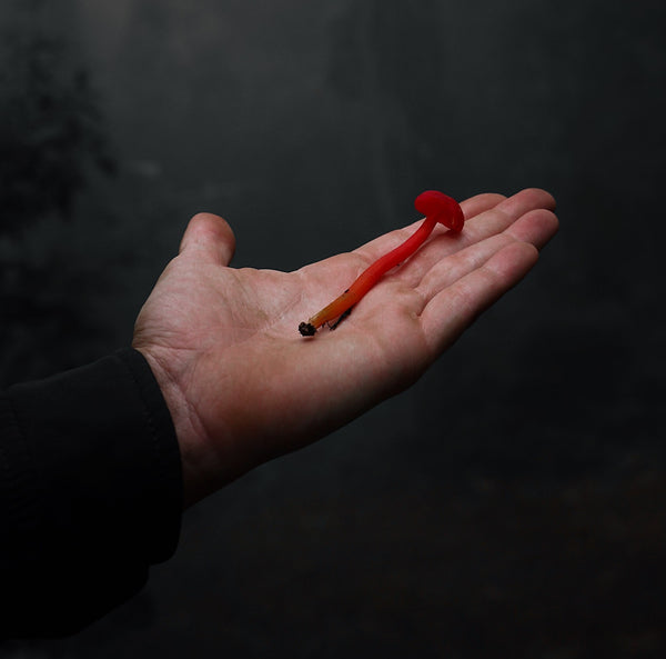 The Universe Beneath the Forest Floor: Oaxaca's Mushrooms and Their Stewards