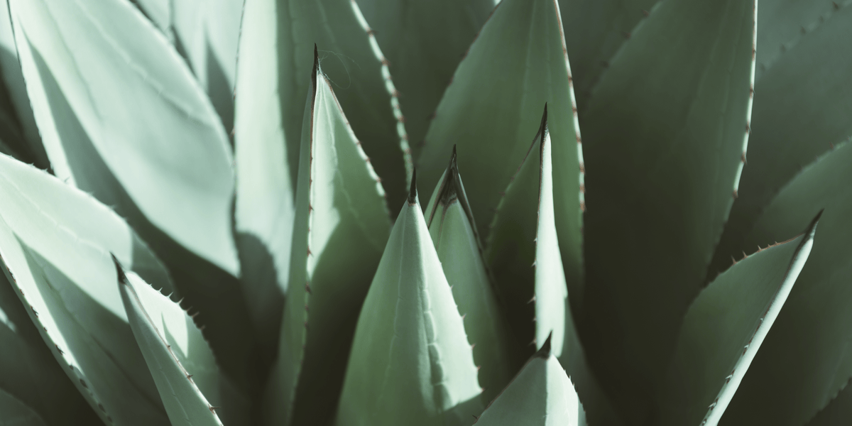 Sal de Gusano is Mother Nature’s Pairing: Salt, Worms and Agave