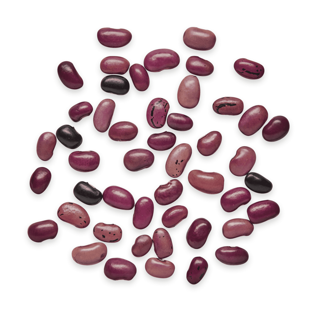 Ayocote Morado Beans (Wholesale)