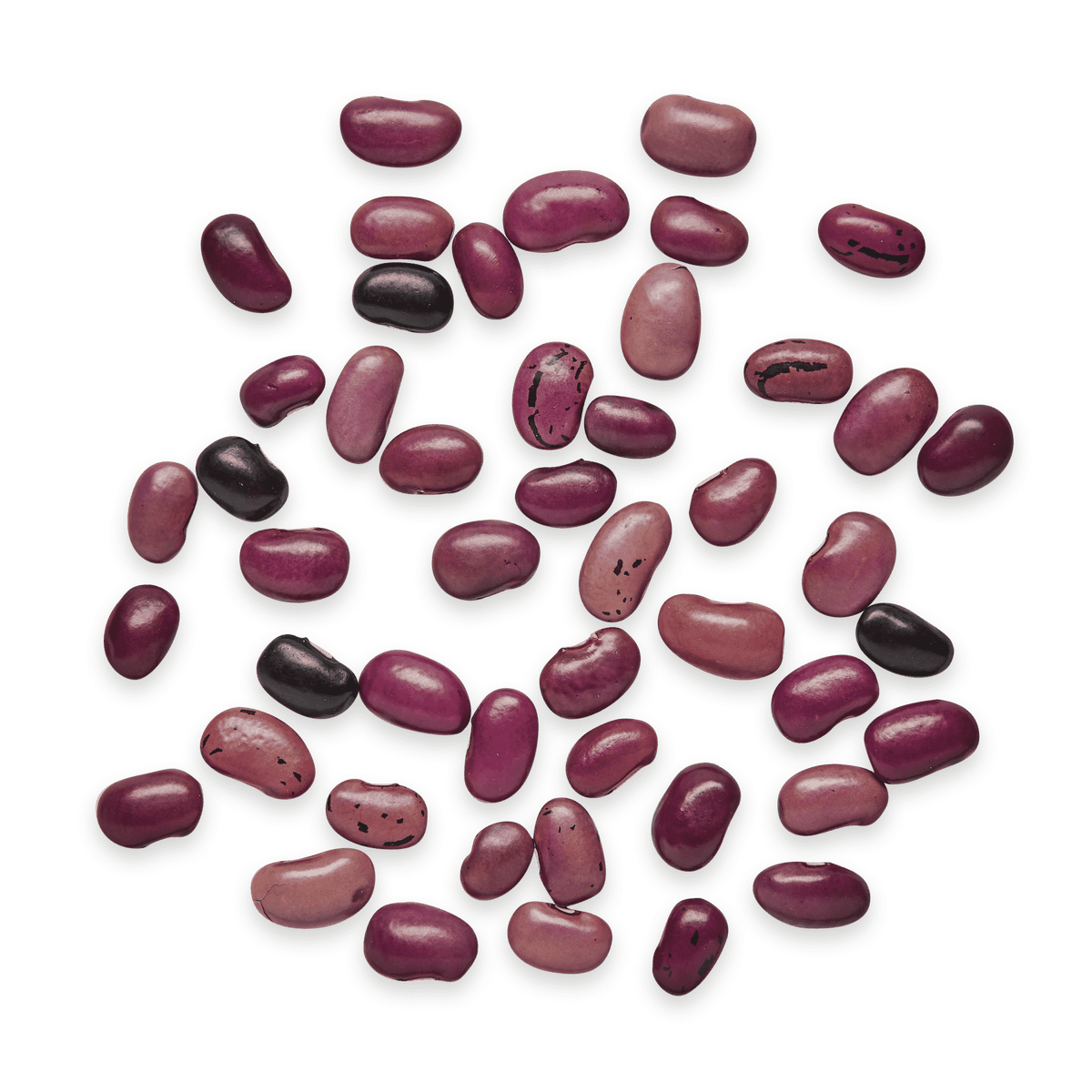 Ayocote Morado Beans (Wholesale)