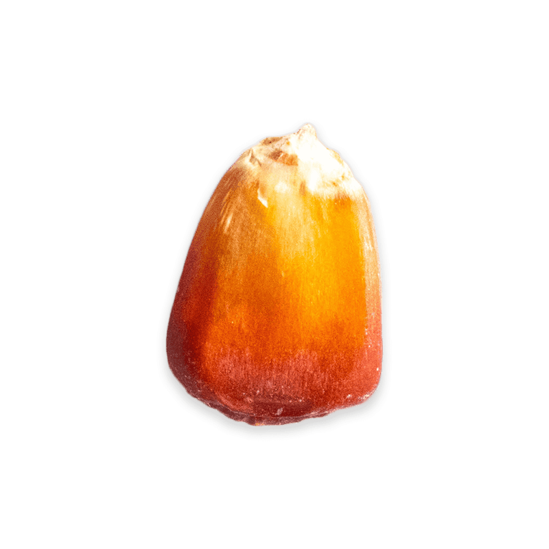 Jala Rojo - Kernel