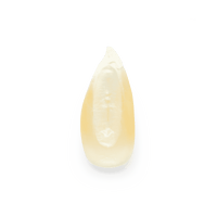 Heirloom Corn | Masienda White Cónico from Mexico | 55 lb