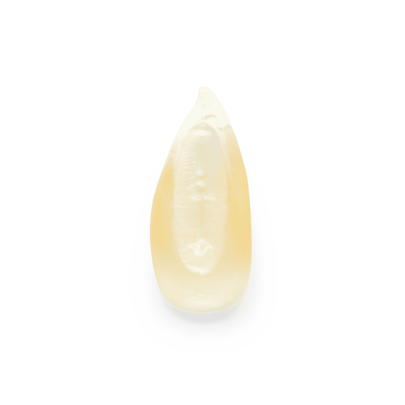 Heirloom Corn | Masienda White Cónico from Mexico | 55 lb