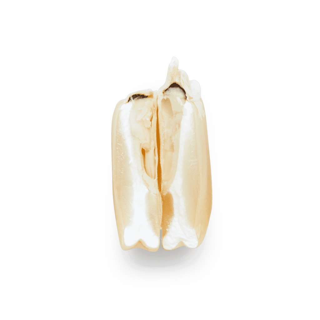 Heirloom Corn | Masienda White Cónico from Mexico | 55 lb