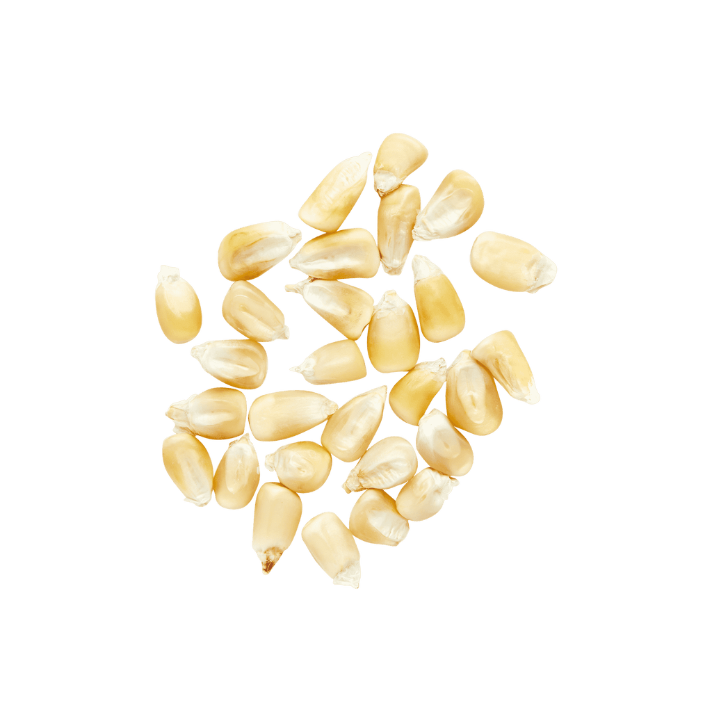 Heirloom Corn | Masienda White Cónico from Mexico | 55 lb