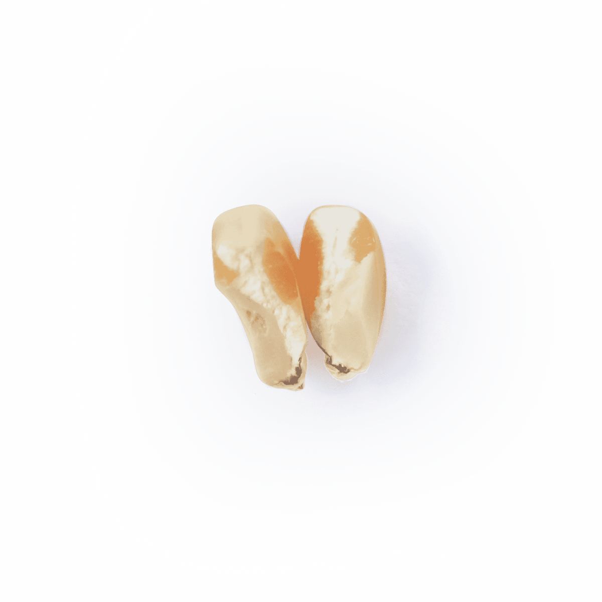Heirloom Corn | Masienda Yellow Jala Amarillo from Mexico