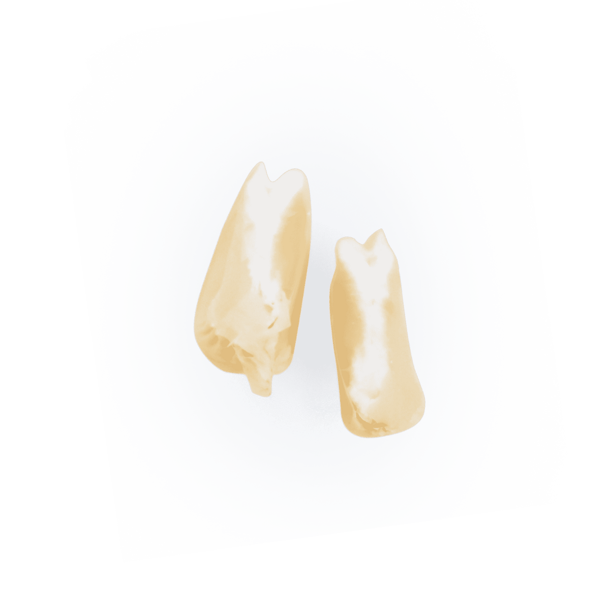 Heirloom Corn | Masienda White Jala Blanco from Mexico