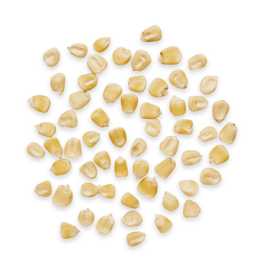 Heirloom Corn | Masienda White Jala Blanco from Mexico