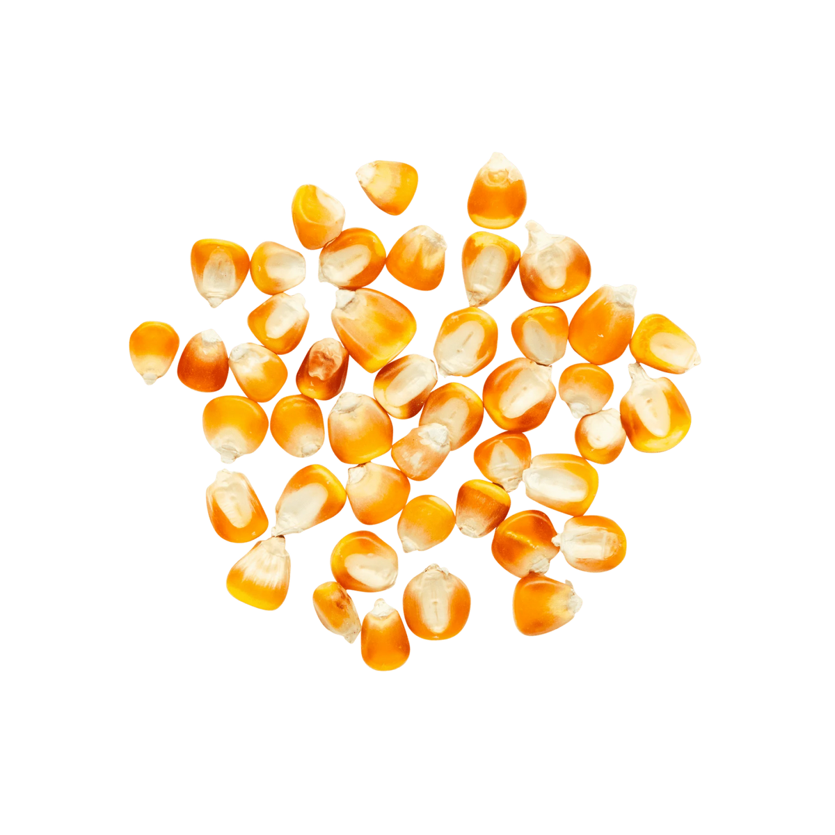 Yellow Tuxpeño
