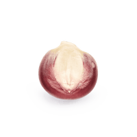 Heirloom Corn | Masienda Wholesale Bolita Belatove | 55 lb