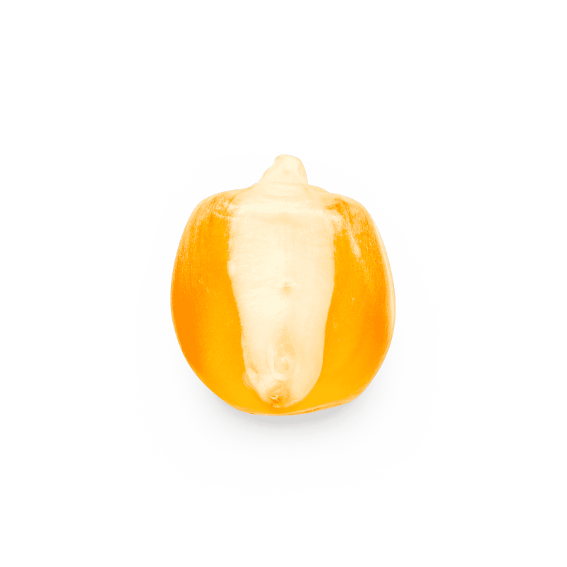 Heirloom Corn | Masienda Yellow Bolita Amarillo | 55 lb