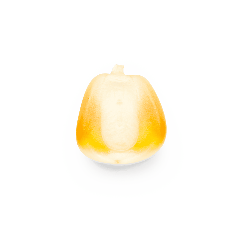Heirloom Corn | Masienda Wholesale Yellow Olotillo | 55 lb