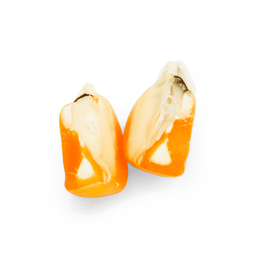 Heirloom Corn | Masienda Yellow Tuxpeño from Mexico
