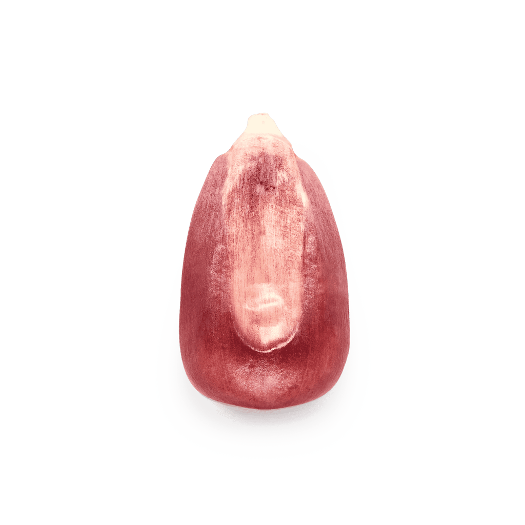 Heirloom Corn | Masienda Pink Xocoyul from Mexico